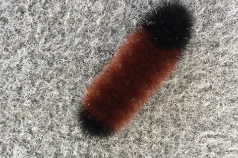 The Myth of the Woolly Worm