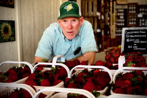 Strawberry Season in Virginia