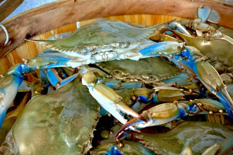 Crab Pickin’ Can Be Messy
