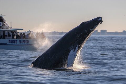 East Coast Humpback Whales