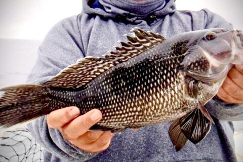 Spring Fishing Update: Black Sea Bass, Tautog, Tuna, and Freshwater Opportunities