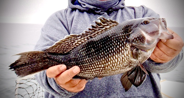 Spring Fishing Update: Black Sea Bass, Tautog, Tuna, and Freshwater  Opportunities - Lynnhaven Marine